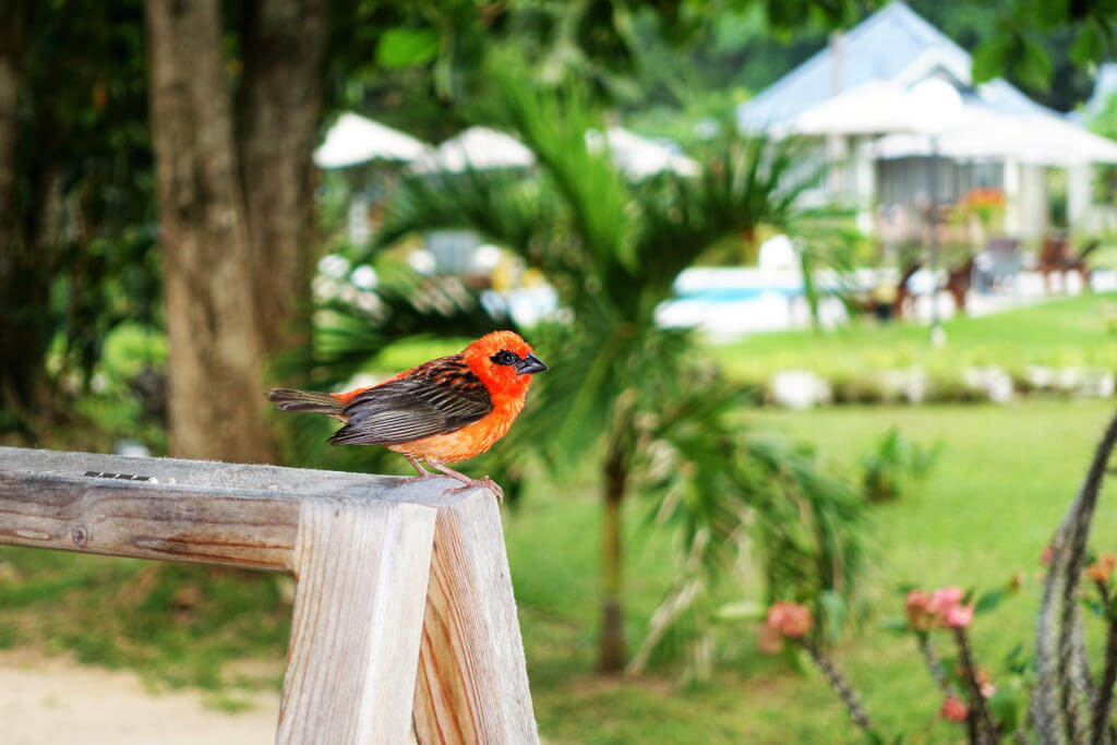 Ein kleines rotes Madagaskarweber-Männchen bei uns auf der Terasse.