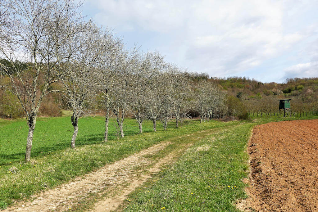 Feldweg mit Baumallee inmitten der Natur.