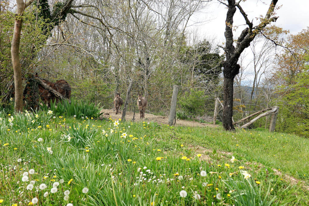 Eselgehege in Pazin.