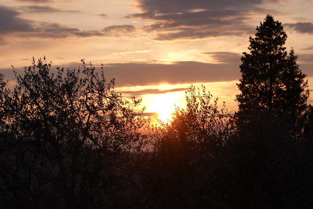 Sonnenuntergang hinter Bäumen.