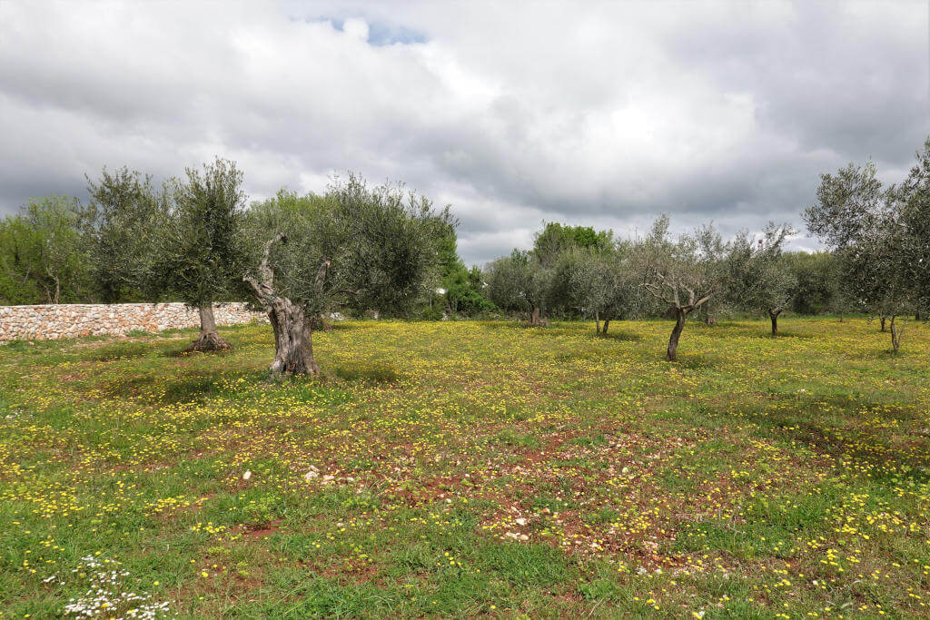 Olivenbäume und Blumenwiese.