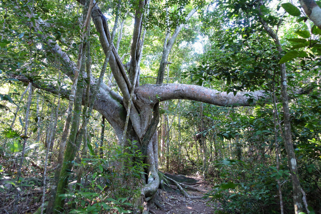 Wald mit alten interessant gewachsenen Bäumen.