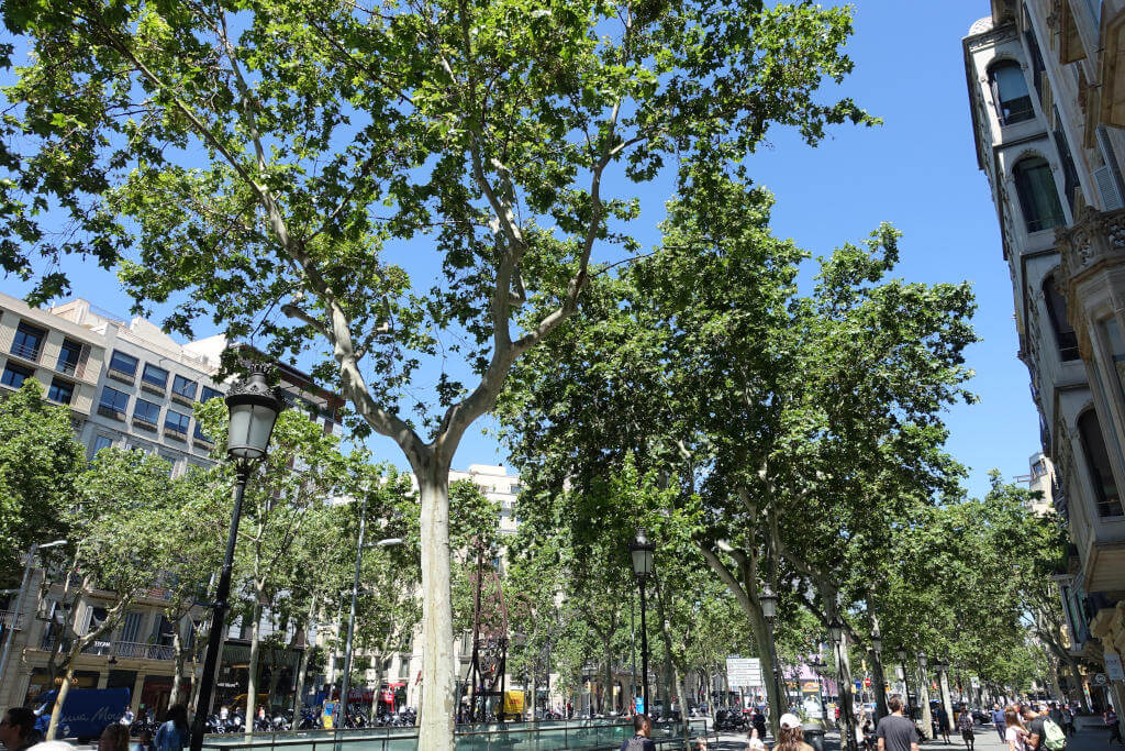 Einkaufsmeile in Barcelona, inmitten befindet sich eine Baumallee.